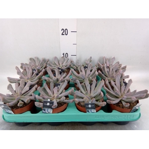Succulents ...