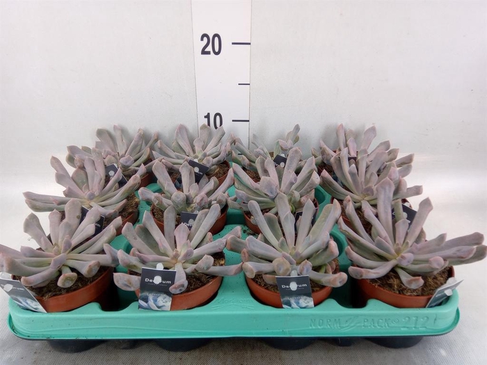 <h4>Succulents   ...</h4>