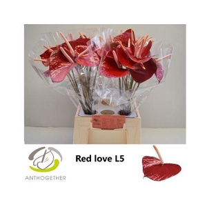 Anthurium Red Love