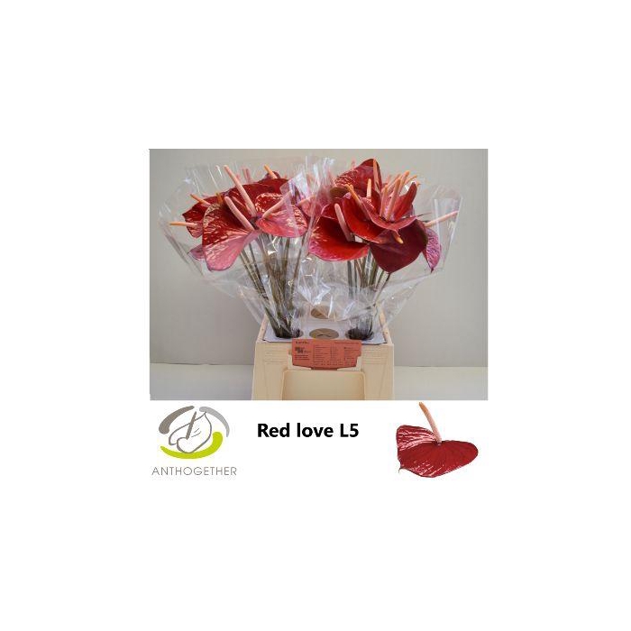 <h4>Anth A Red Love</h4>