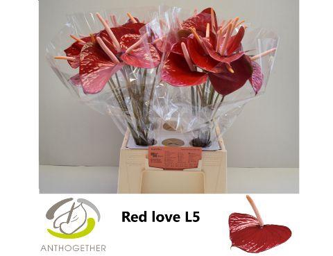 <h4>Anthurium Red Love</h4>