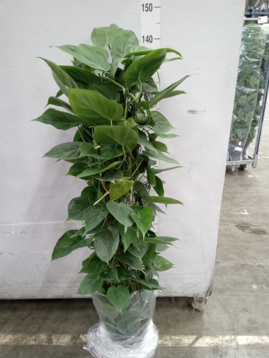 <h4>Philodendron scand.</h4>