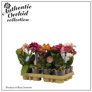 Phalaenopsis Multi Mix 2 spike – 9cm | Authentic