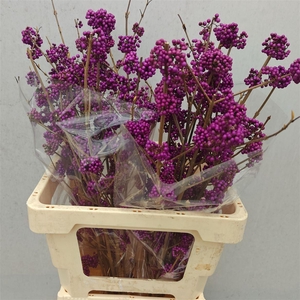 Callicarpa Bod Profusion