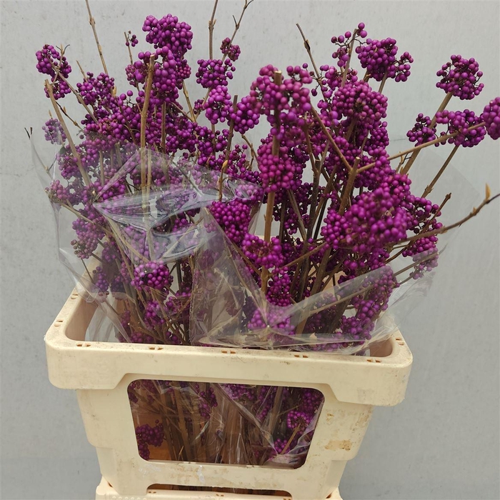 <h4>Callicarpa Bod Profusion</h4>