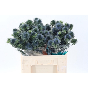 Eryn Scorpiu Questar