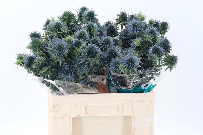 <h4>Eryn Scorpiu Questar</h4>