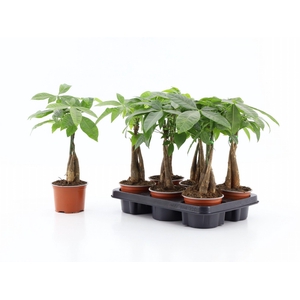 PACHIRA AQUATICA