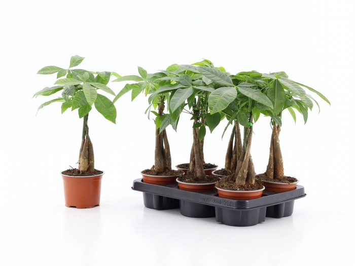 <h4>PACHIRA AQUATICA</h4>