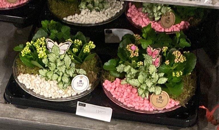 3048 GLAS 28CM  ROZE/GEEL