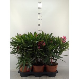 Nerium oleander   ...
