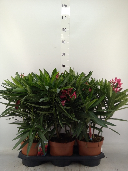 <h4>Nerium oleander   ...</h4>
