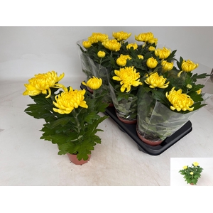CHRYS COSMO YELLOW