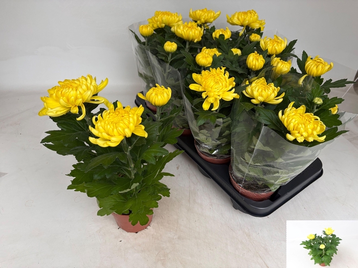 <h4>CHRYS COSMO YELLOW</h4>