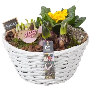 PTBM3854 Arrangementen Tuinplanten