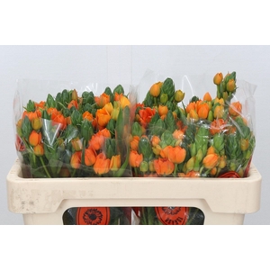 Ornithogalum Dubium Sunshine