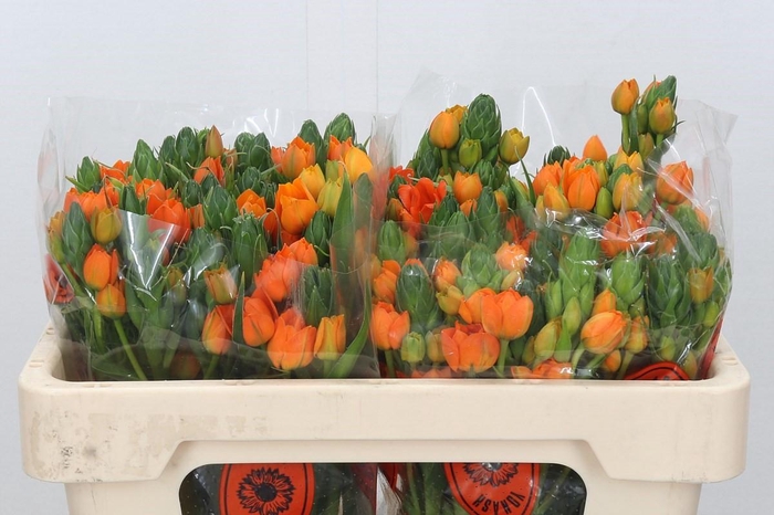 <h4>Ornithogalum Dubium Sunshine</h4>