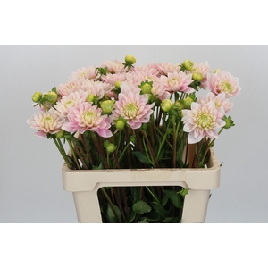 Dahlia Pink Delight