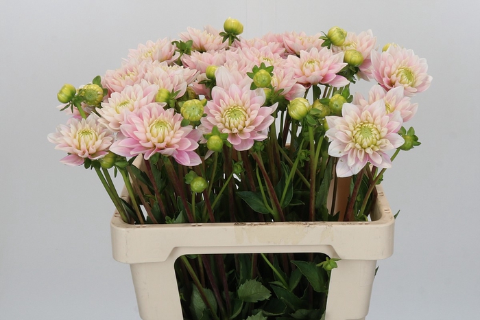<h4>Dahlia Pink Delight</h4>