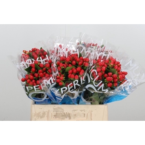 Hyp Coco Rio Rood