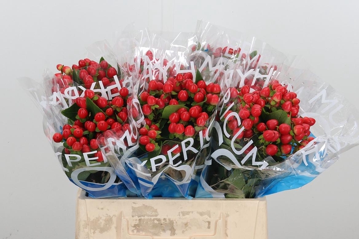 <h4>Hyp Coco Rio Rood</h4>