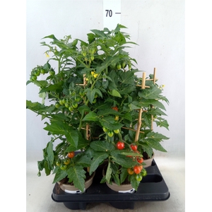 Solanum lycopersicum   ...