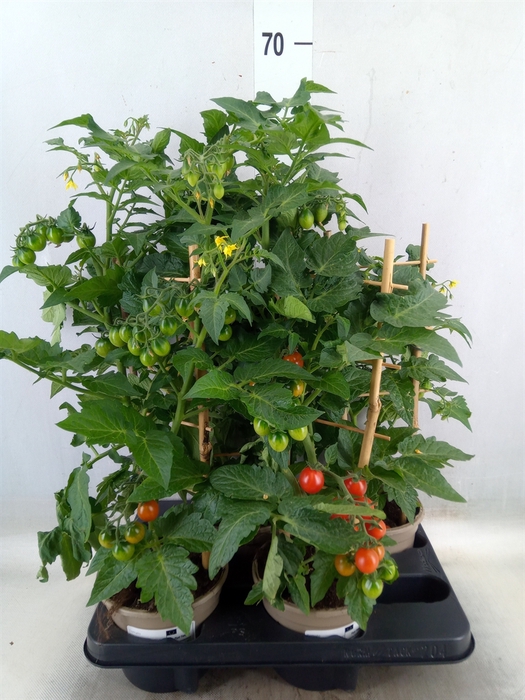 <h4>Solanum lycopersicum   ...</h4>