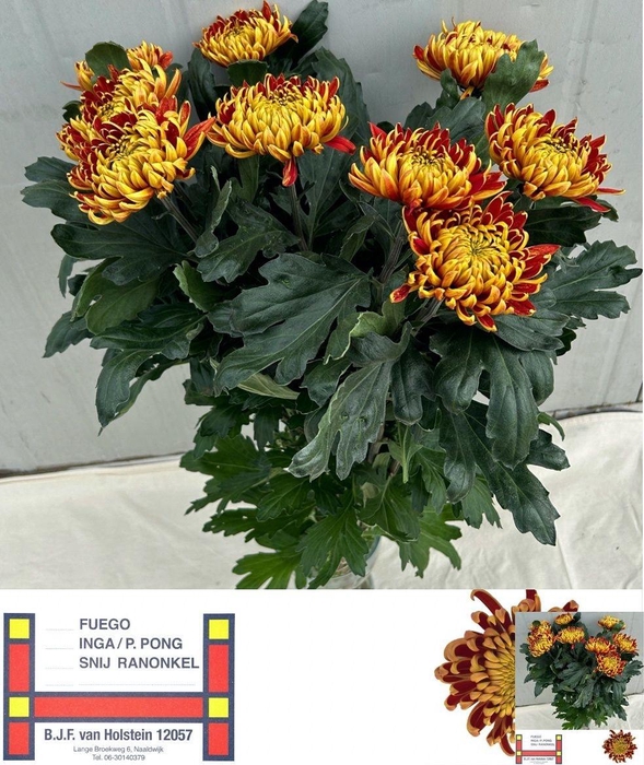 <h4>CHR G FUEGO</h4>