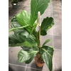 Ficus Lyrata 3PP