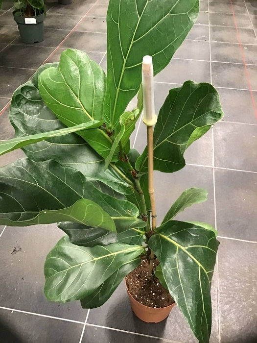 Ficus Lyrata 3PP