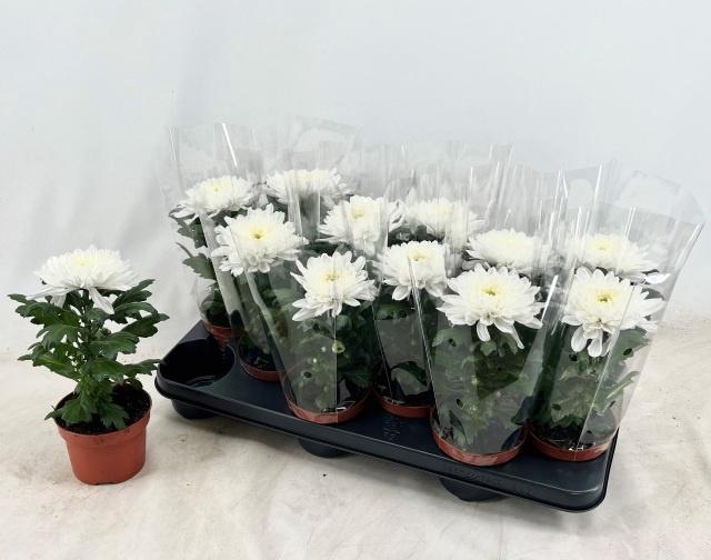 <h4>CHRYS SUPNOVA WHITE</h4>