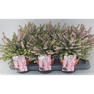 Erica darleyensis 'Darley Dale' C2 Tray