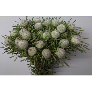 Leucadendron Silver Pearl