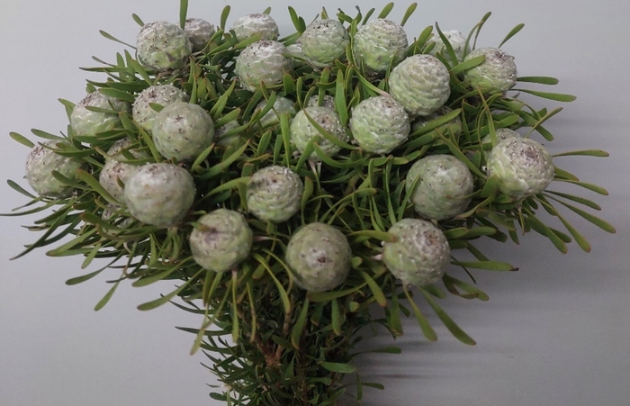 Leucadendron Silver Pearl