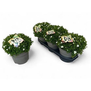 Aren Summer White