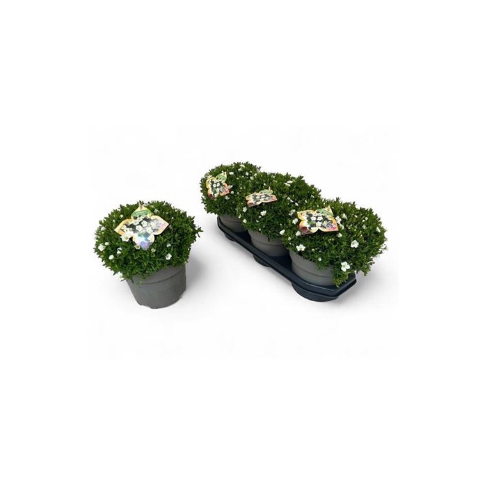 <h4>Aren Summer White</h4>