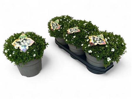 <h4>Aren Summer White</h4>