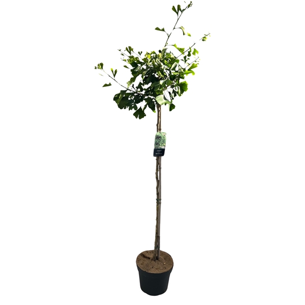 <h4>Ginkgo biloba 'Pendula' stam 120 cm</h4>