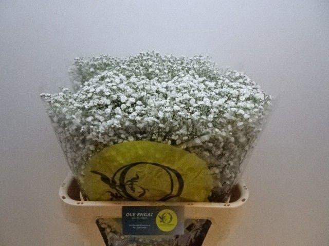 <h4>GYPS PA XLENCE</h4>