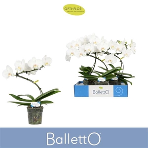 Phalaenopsis overig wit