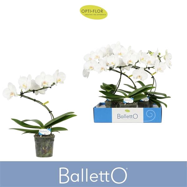 Phalaenopsis overig wit
