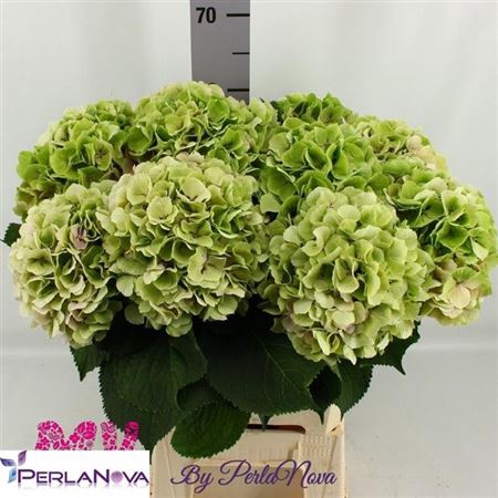 <h4>Hydr M Verena Cl Groen 60 Cm</h4>