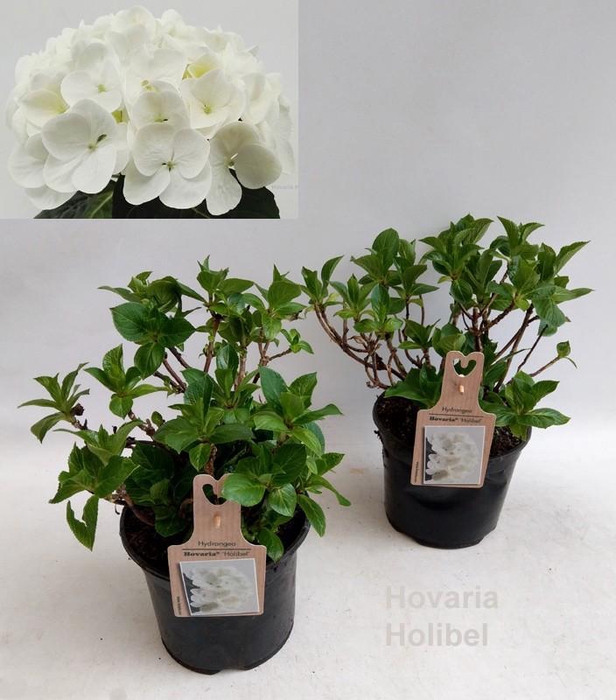 <h4>Hydrangea Hovaria Holibel 19cm</h4>