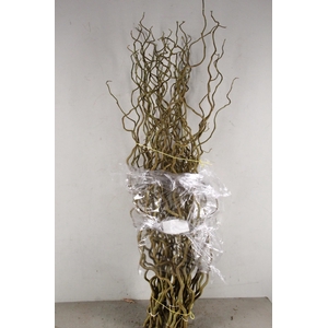 CORYLUS AV CONTORTA 1 JARIG