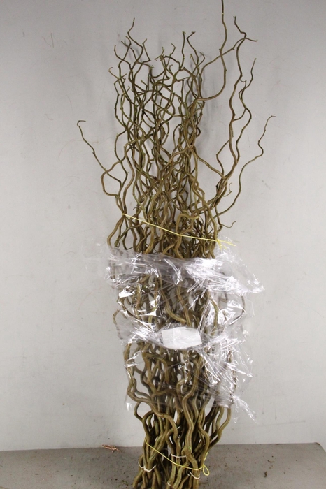 <h4>CORYLUS AV CONTORTA 1 JARIG</h4>