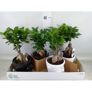 Ficus microcarpa 'Ginseng'