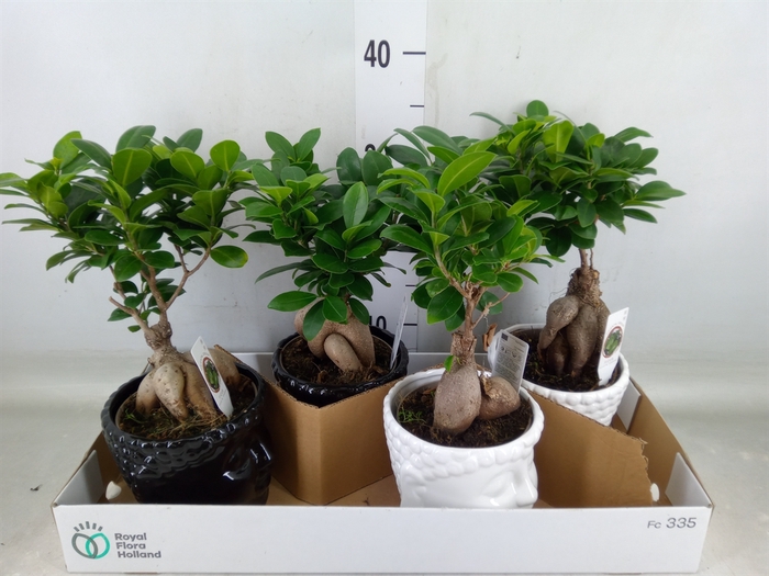 <h4>Ficus microcarpa 'Ginseng'</h4>