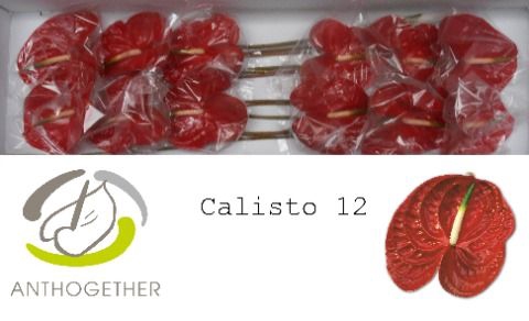 <h4>ANTH A CALISTO</h4>