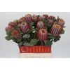 Banksia Coccinea