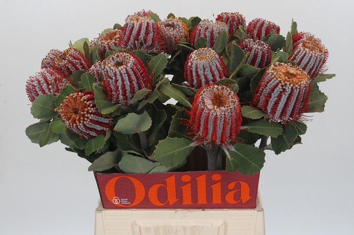 <h4>Banksia Coccinea</h4>